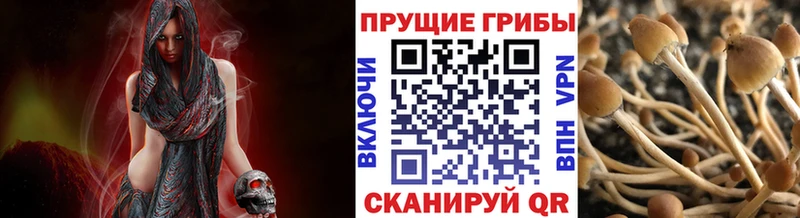 Галлюциногенные грибы Psilocybe  Купить закладки  Ленск 